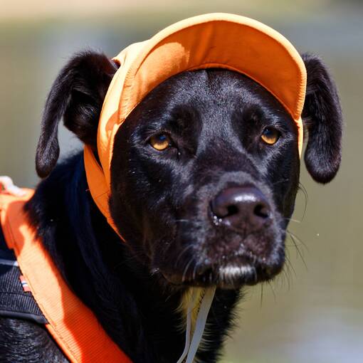 Capa do evento do Luke