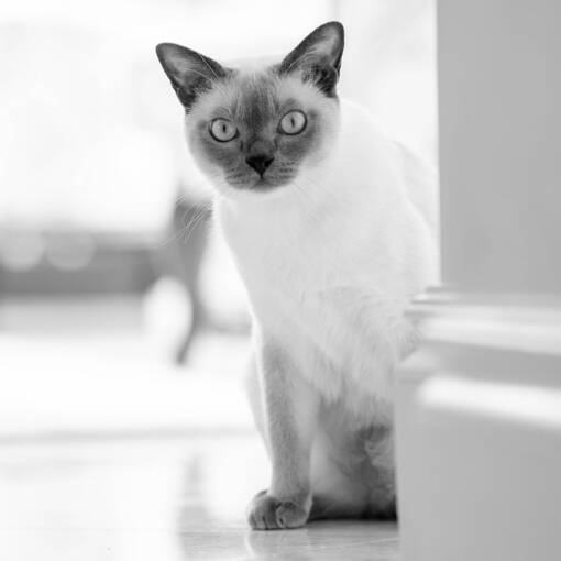 Event cover Pet Society Magazine 2024