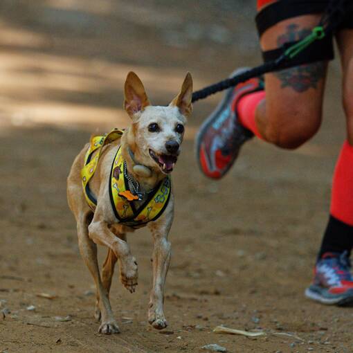 Capa do evento Trein�o Canicross Jundia� Bike Hotel Serra do Japi