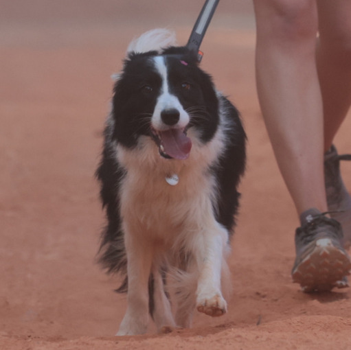 Capa do evento Trein�o Canicross Bocaina