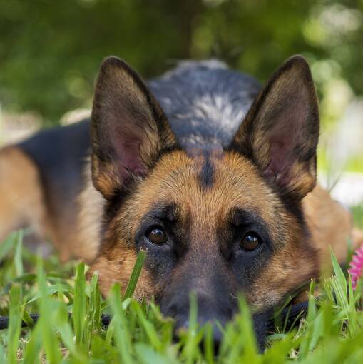 Portada del evento Ensaio pet 