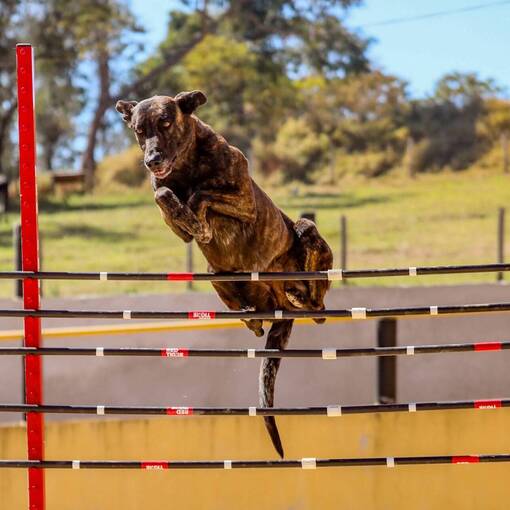 Event cover 2 Dog Athletics - VDEOS 