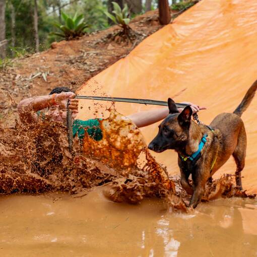 Couverture de l'vnement FERAS - Corrida Canina de Obstculos