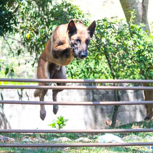 Couverture de l'vnement Dog Athletics para iniciantes 