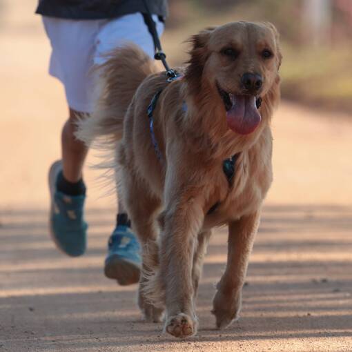 Event cover Trein�o Canicross Joaquim Egidio Setembro 2025