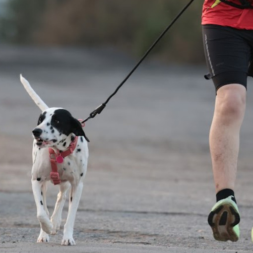 Event cover Trein�o Canicross Jundia� - Frutaria Rondon