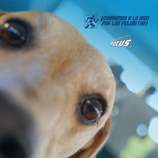 Couverture de l'vnement CORRAMOS A LO BIEN POR LOS PELUDITOS