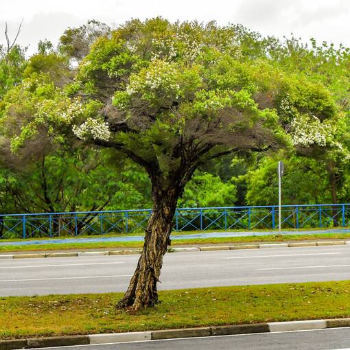 Couverture de l'vnement Marginal Dom Aguirre Sorocaba - sbado