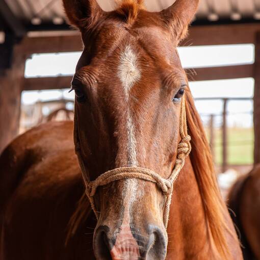 Event cover 2� Cavalgada entre amigos da Boa Vista