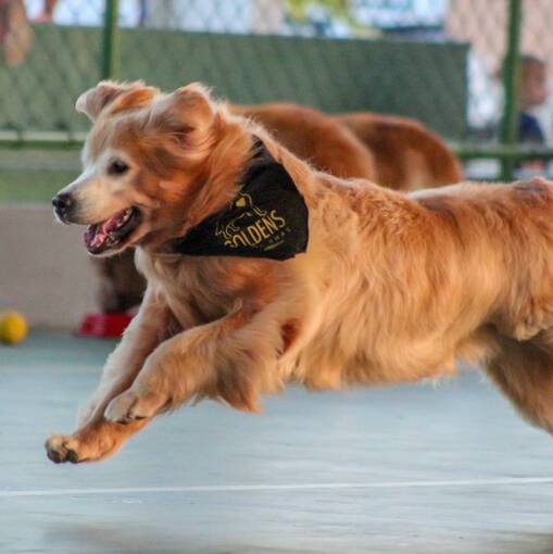 2 ENCONTRO GOLDEN RETRIEVER  in Fotop