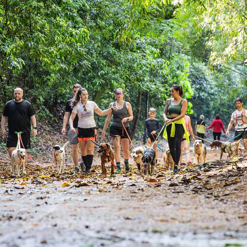 Event cover Treino de Canicross CaniJundiCity - Joaquim Egdio