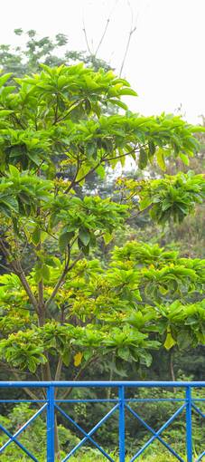 Event cover Marginal Dom Aguirre sbado manh