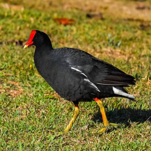 Event cover Pq Dom Quixote sbado Sorocaba