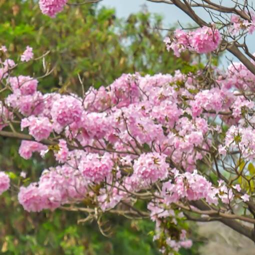 Pq Dom Quixote quarta feira Sorocaba  on Fotop