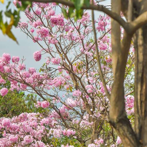 Event cover Marginal Dom Aguirre Sorocaba - s�bado