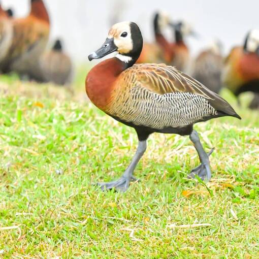 Event cover Pq Dom Quixote - s�bado - Sorocaba