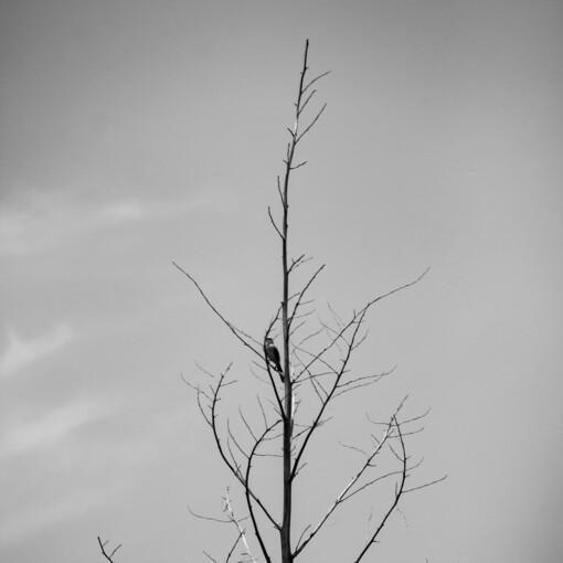 Copertura dell'evento EXPO DIEGO ARMANDO