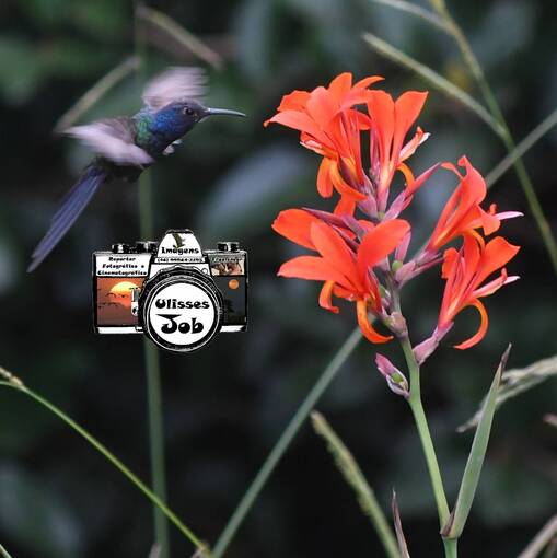 Event cover Balne�rio Rinc�o SC NOVEMBRO 2025