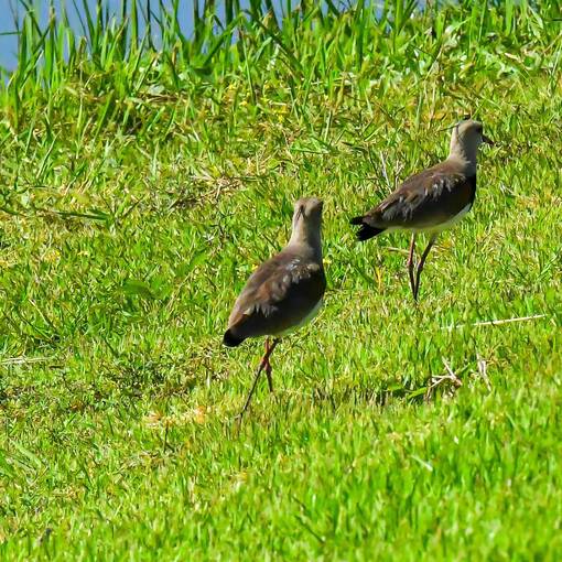 Event cover Pq Dom Quixote quarta feira Sorocaba 