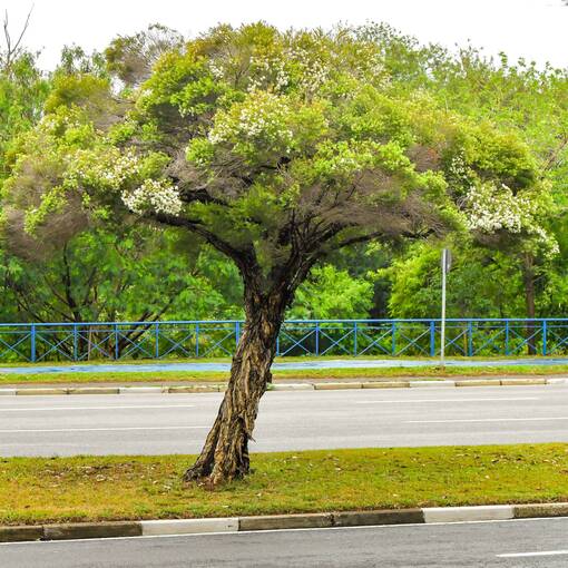 Event cover Marginal Dom Aguirre Sorocaba - quinta feira