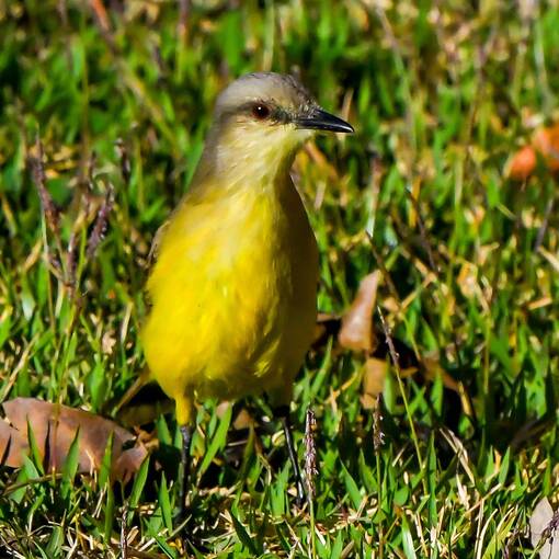 Event cover Pq Dom Quixote sextafeira manh� Sorocaba