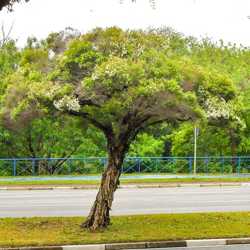 Event cover Marginal Dom Aguirre Sorocaba - s�bado