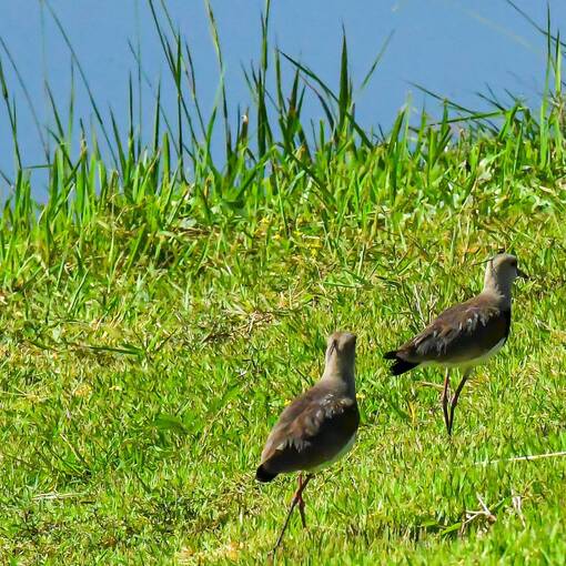 Event cover Pq Dom Quixote - s�bado - Sorocaba