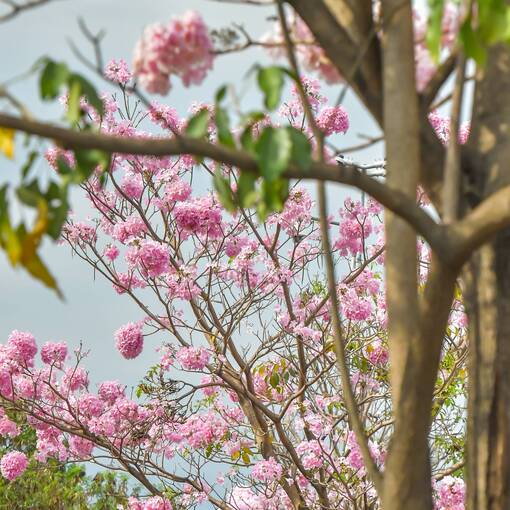 Event cover Marginal Dom Aguirre Sorocaba - DOMINGO