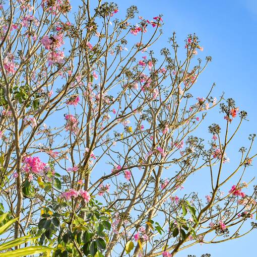 Event cover Marginal Dom Aguirre Sorocaba - s�bado