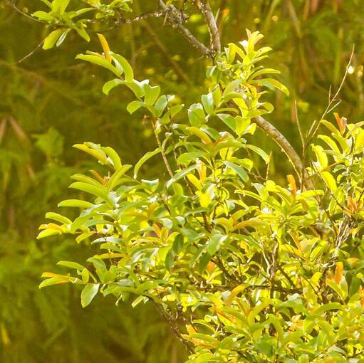 Event cover Marginal Dom Aguirre domingo Sorocaba 