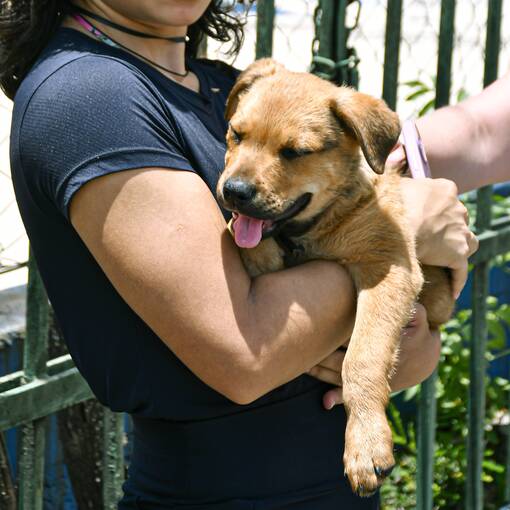 Event cover Domingo no Corre Tiquatira - Lets Hop Running Crew - Praia Tiquatira (07.12.25)