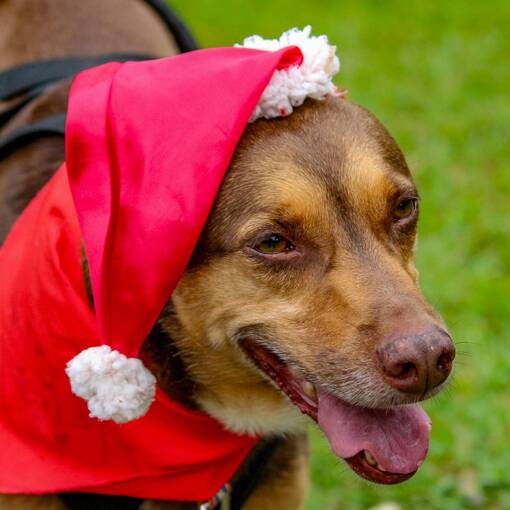 Event cover Trein�o de Natal CanicitySP - Canicross