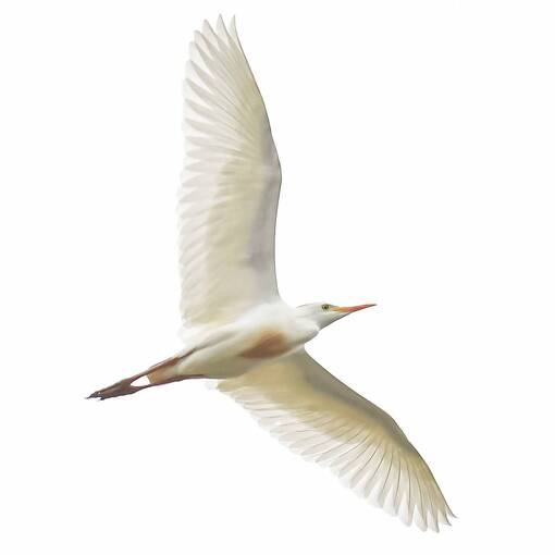 Event cover Pq Dom Quixote Quarta Manh� Quarta