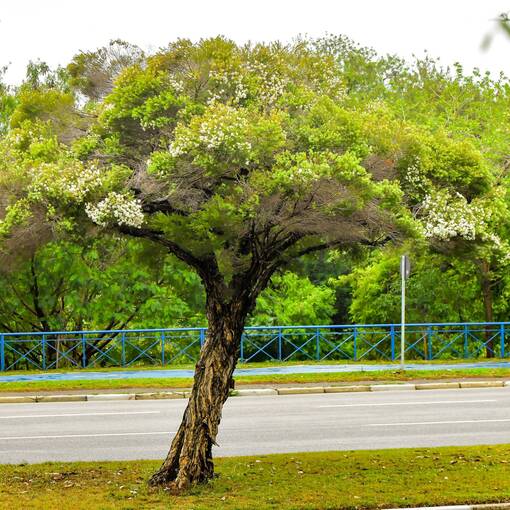 Event cover Marginal Dom Aguirre Sorocaba - s�bado