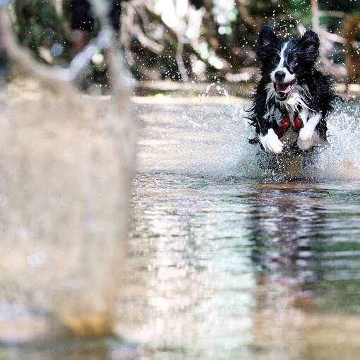 Event cover Atividades no Ribeir�o das Cabras, em Joaquim Eg�dio