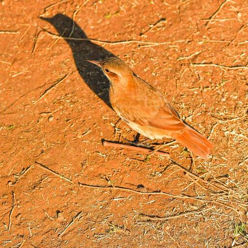 Event cover Pq Dom Quixote - sexta feira - Sorocaba