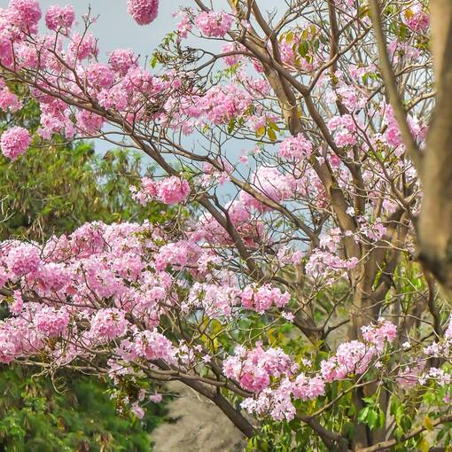 Event cover Marginal Dom Aguirre s�bado Sorocaba 