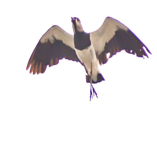 Event cover Marginal Dom Aguirre s�bado Sorocaba 