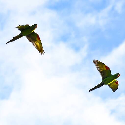 Event cover Marginal Dom Aguirre Sorocaba - DOMINGO