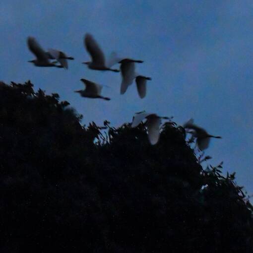 Event cover Pq Dom Quixote - segunda feira - noite - Sorocaba 