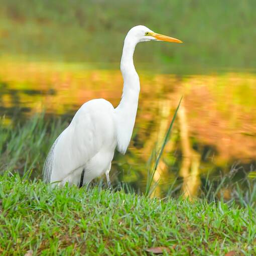 Copertura dell'evento Pq Dom Quixote - ter�a feira - Sorocaba 