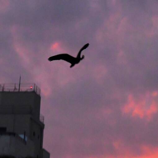 Event cover Pq Dom Quixote - ter�a feira - noite - Sorocaba 