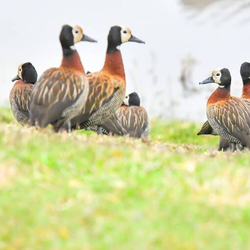 Event cover Pq Dom Quixote - quinta feira - Sorocaba 