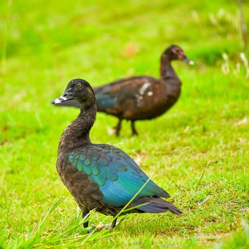 Event cover Pq Dom Quixote Sexta Manh�