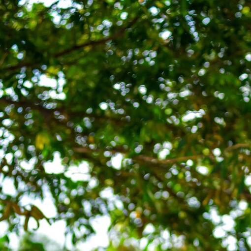 Event cover Pq Dom Quixote Quinta Manh�