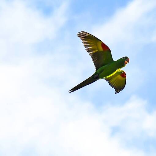 Event cover Avenida Dom Aguirre S�bado