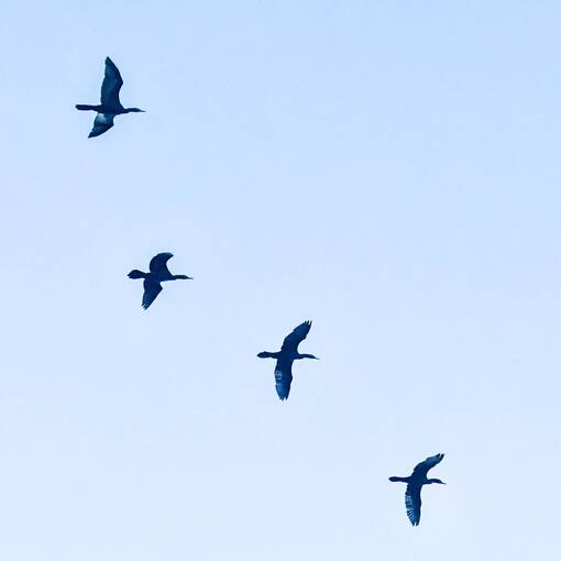 Portada del evento Pq Dom Quixote - quarta feira- Manh�