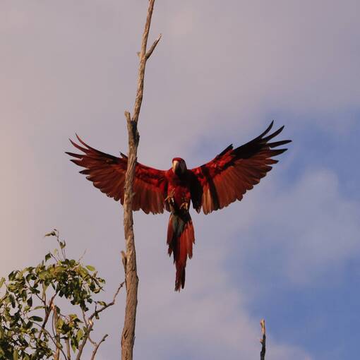 Capa do evento TREINO BONITO MS 