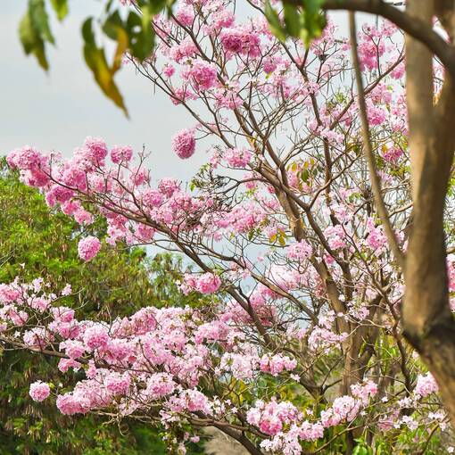 Portada del evento Avenida Dom Aguirre Domingo Sorocaba