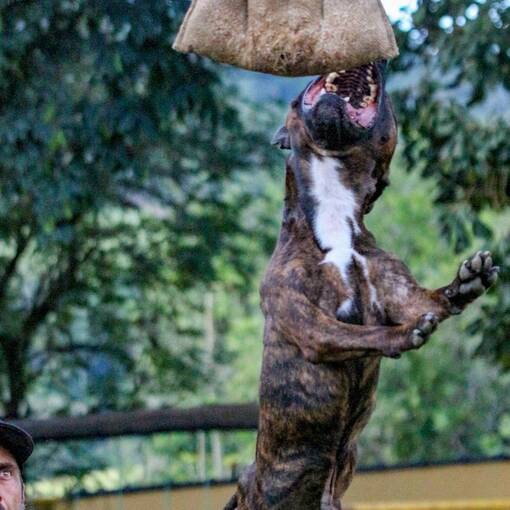 Event cover Dog Athletics - Etapa 1